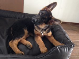 Ernährungsberatung Hund Welpe gespitzte Ohren Headtilt